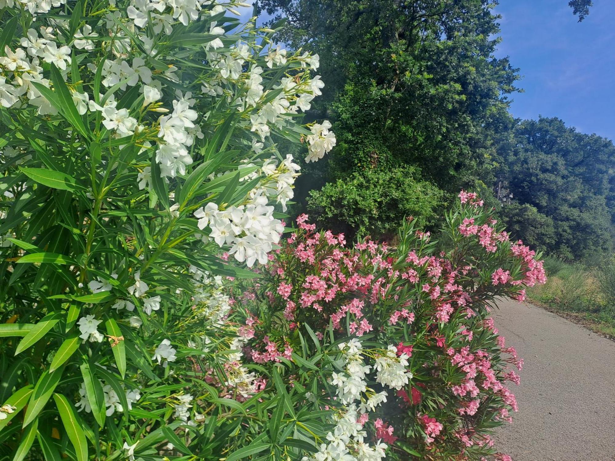 Les Deux Tilleuls 사블레 외부 사진